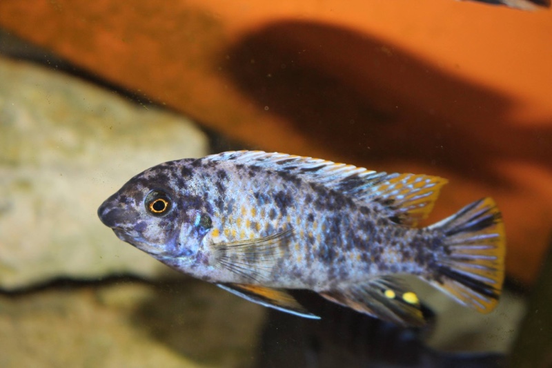 Labeotropheus fuelleborni 'Thumbi West Island'
